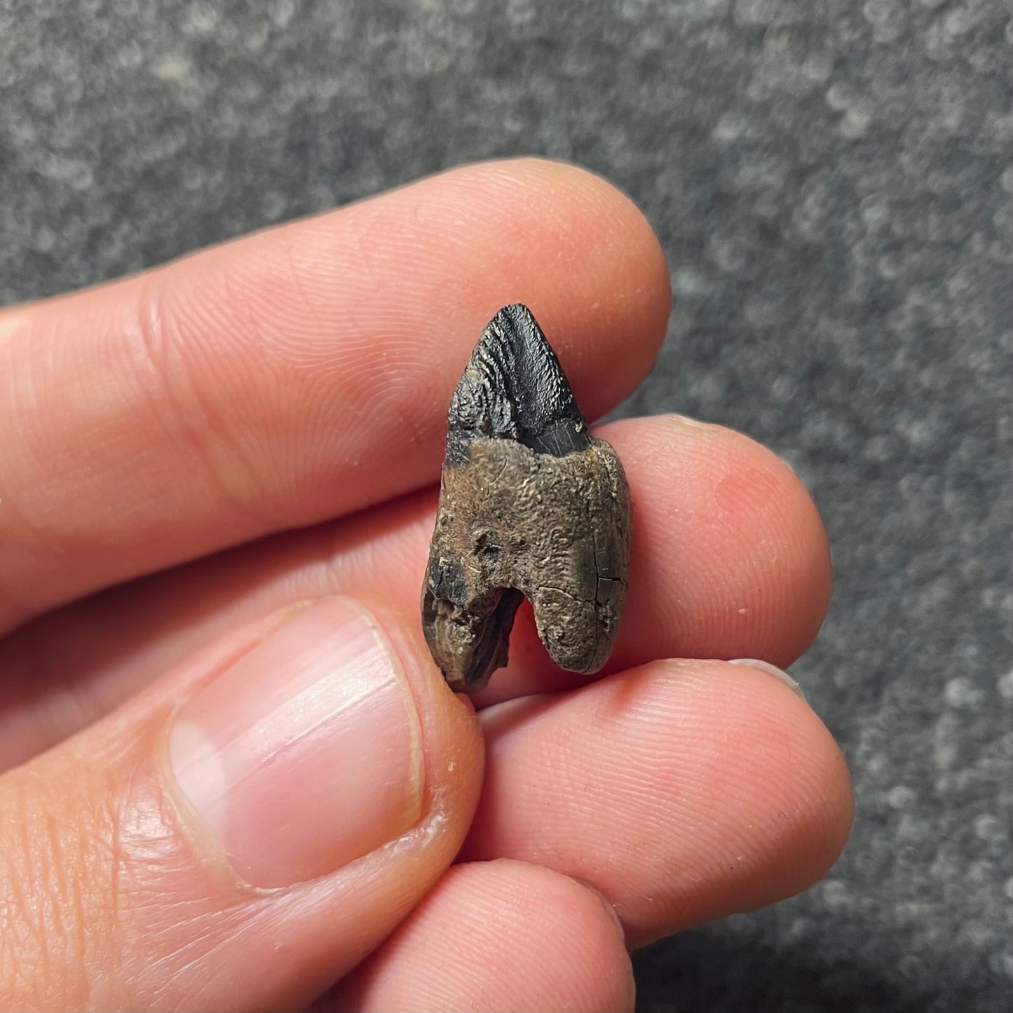 F2103 | Dinosauro | Triceratops sp.