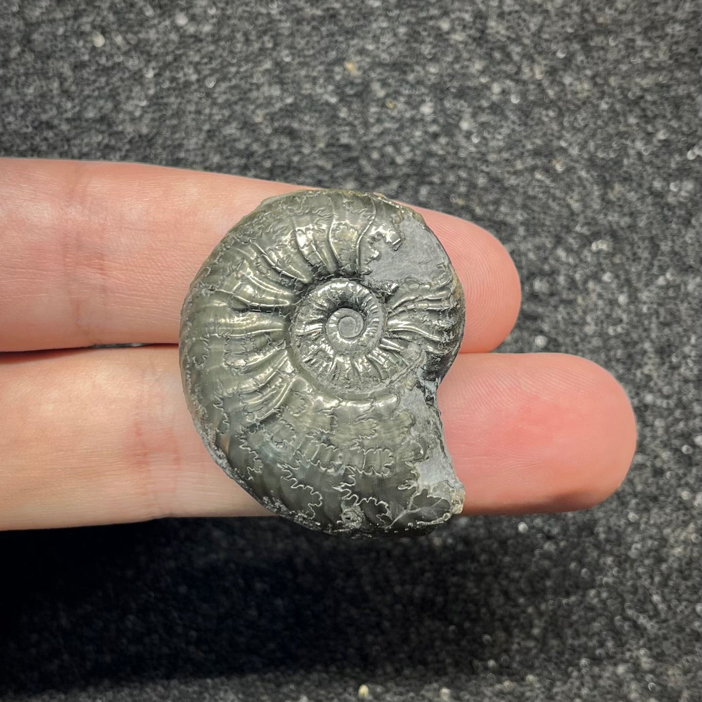 F2891 | Ammonite | Graphoceratidae indet.