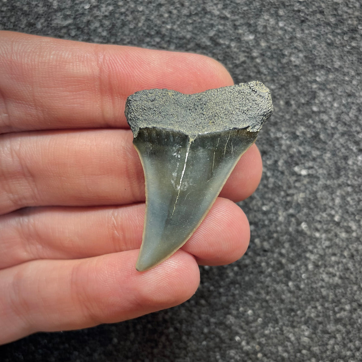 F3044 | Squalo |  Carcharodon hastalis