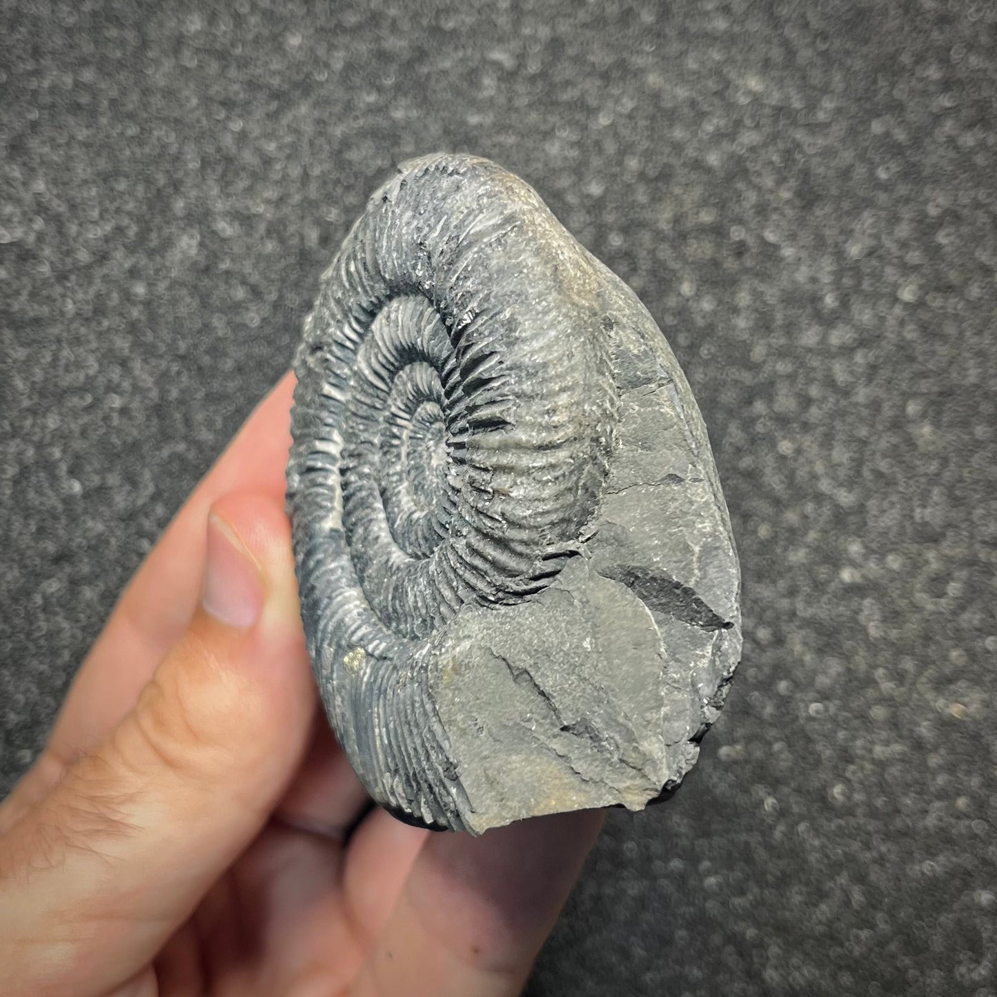 F2911 | Ammonite | Perisphinctidae indet.