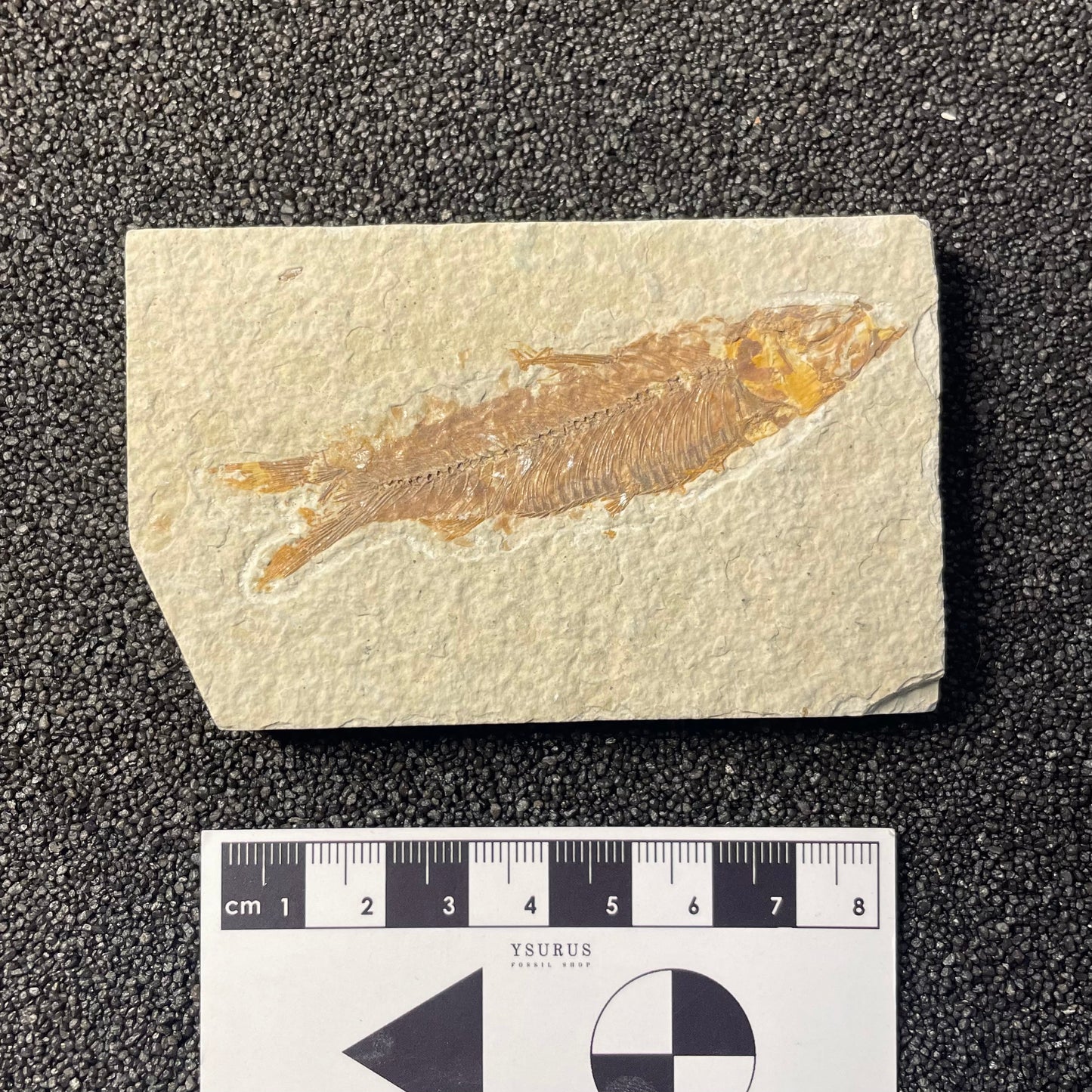 F2220 | Pesce | Knightia eocaena