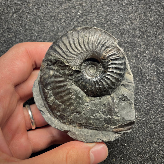 F2816 | Ammonite | Harpoceras sp.