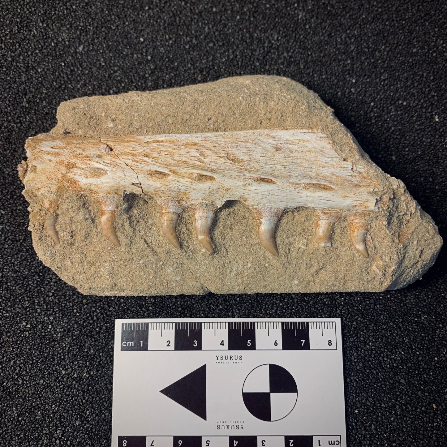 F539 | Mosasauro | Halisaurus arambourgi