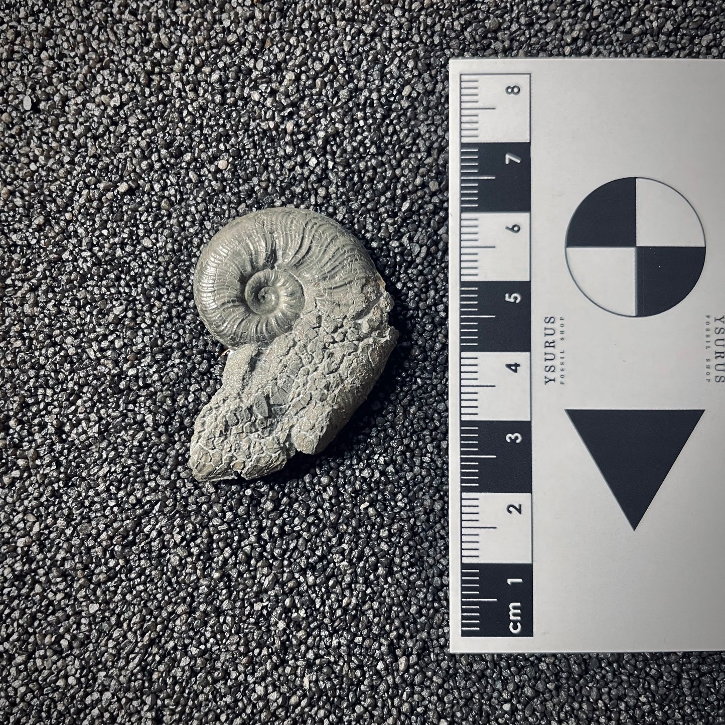 F2536 | Ammonite | Pleydellia sp.