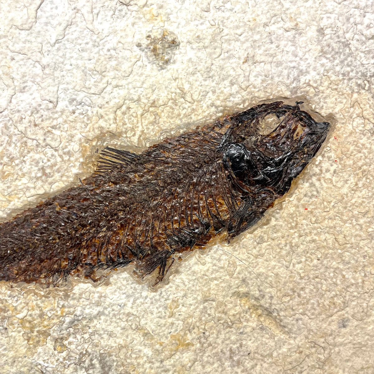 F3073 | Pesce | Knightia eocaena