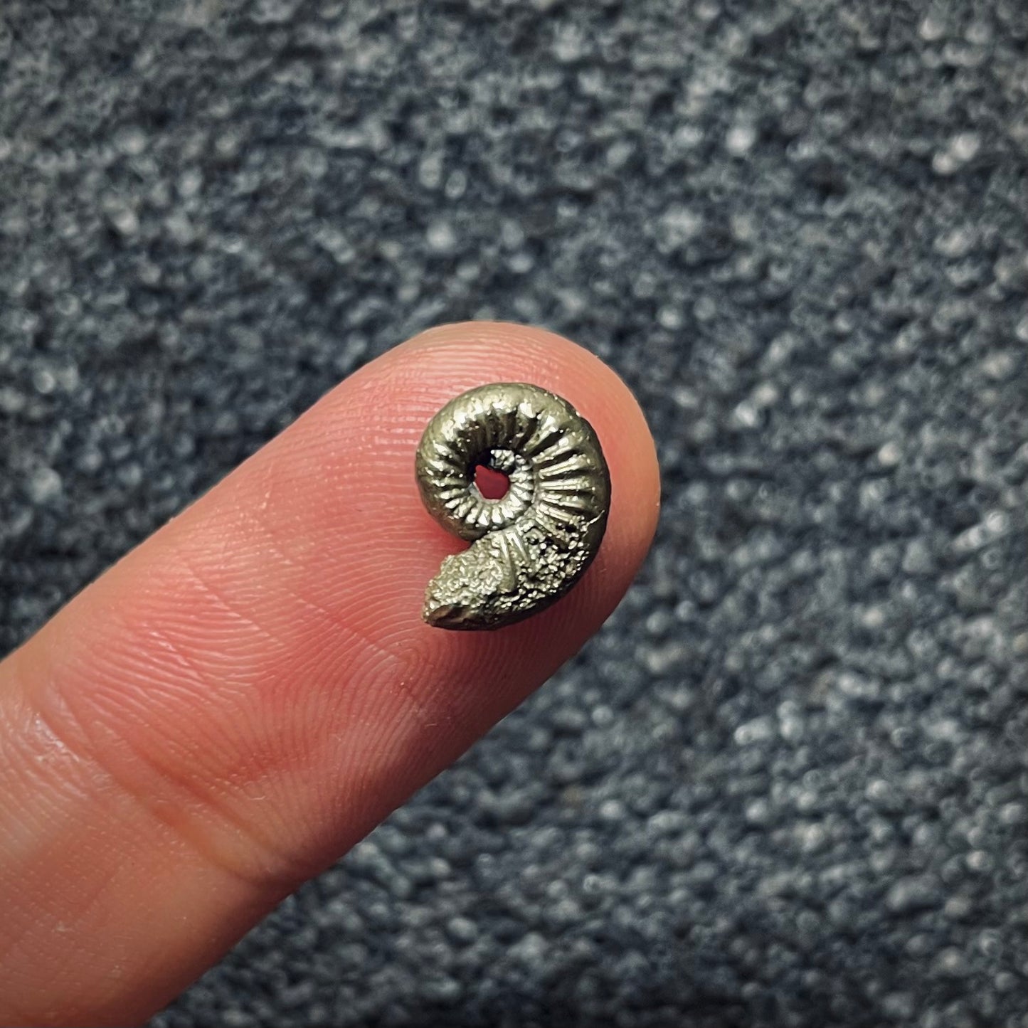 F1083 | Ammonite | Amaltheidae indet.