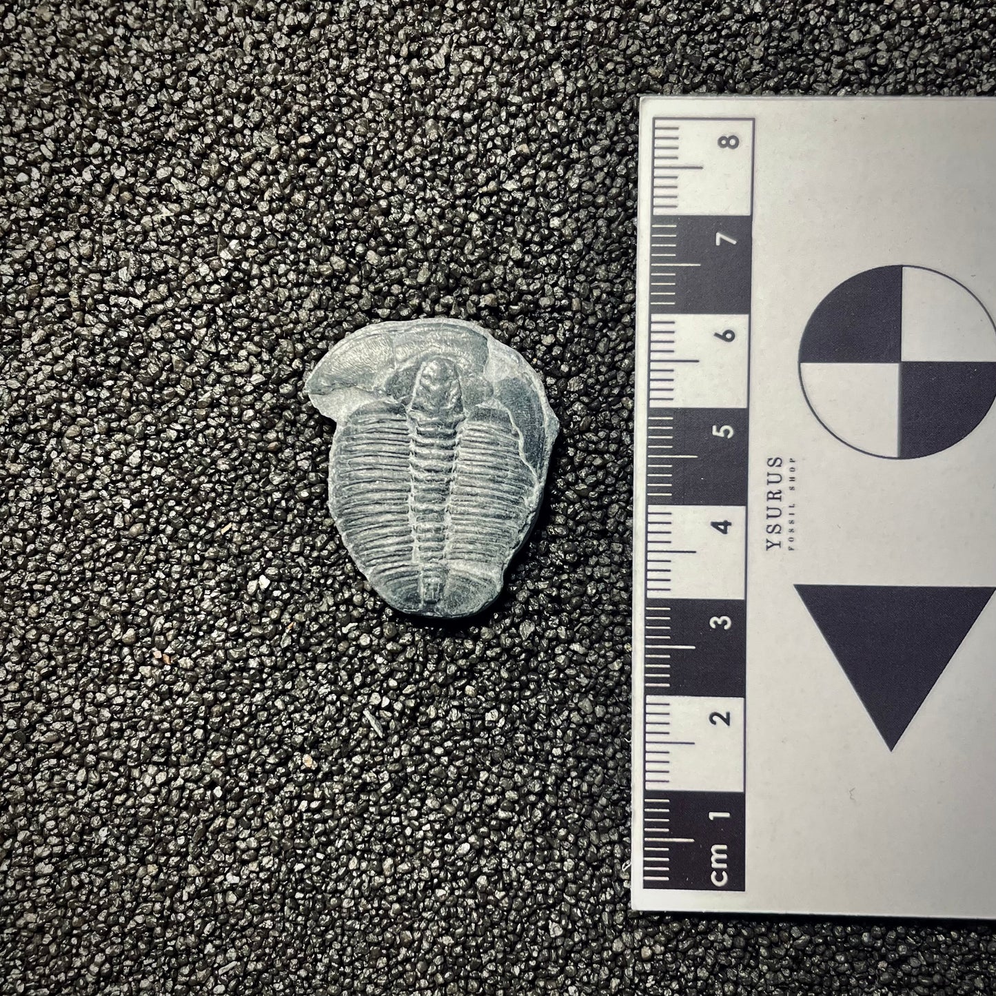 F2140 | Trilobite | Elrathia kingii