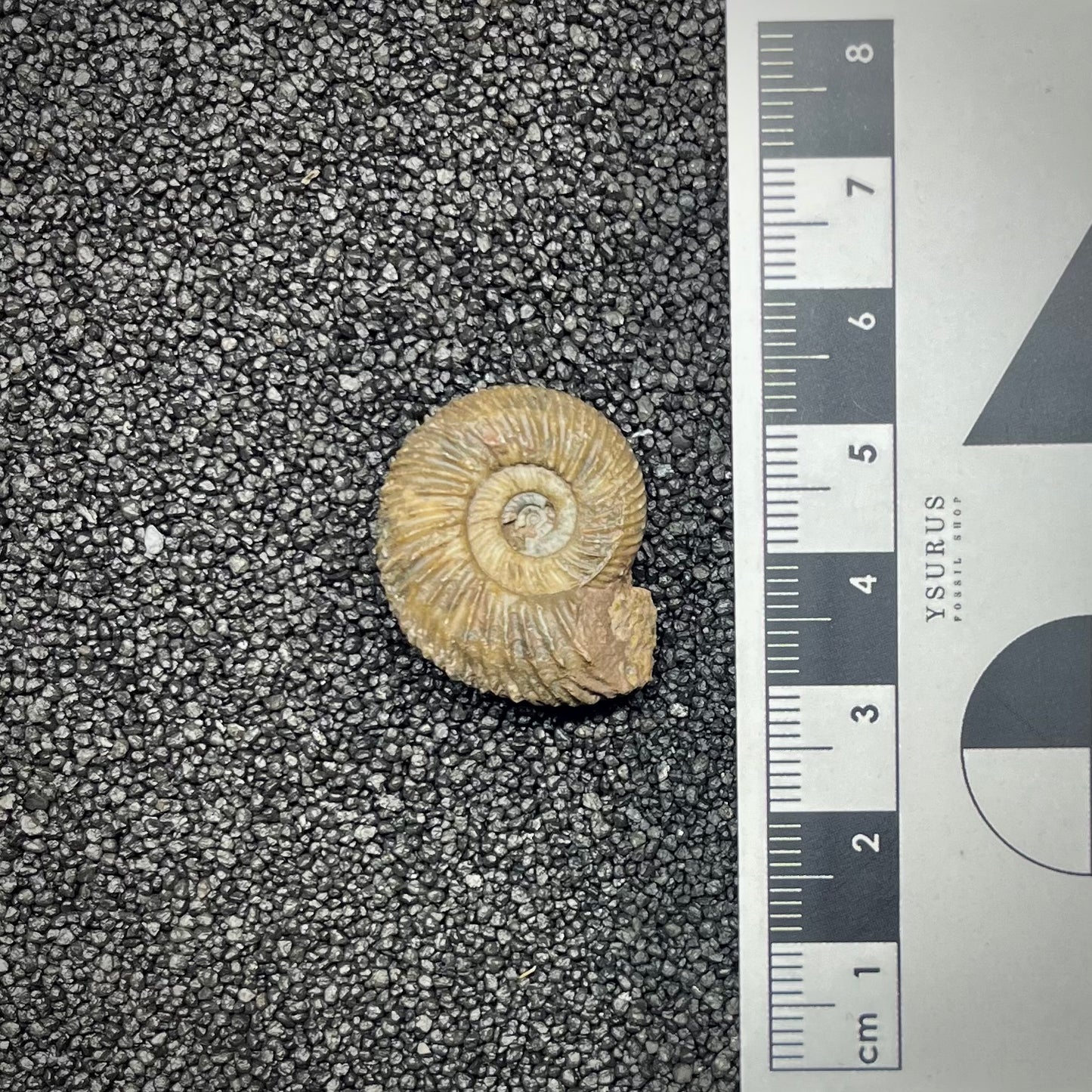 F2907 | Ammonite | Parkinsonia sp.