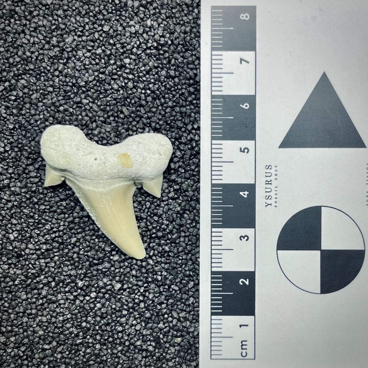 F2752 | Squalo | Otodus obliquus