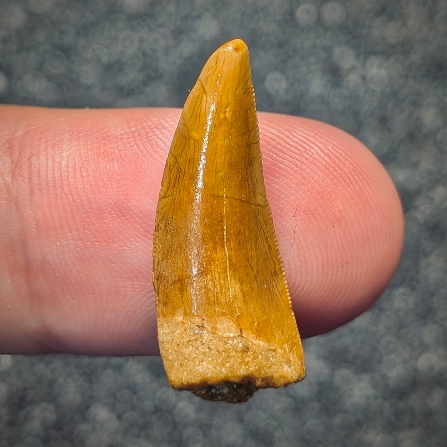 F2797 | Dinosauro | Abelisauridae indet.