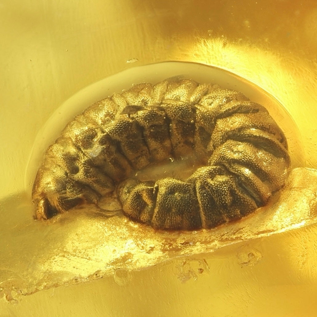F2091 | Ambra con inclusione | Hymenoptera indet. (larva)