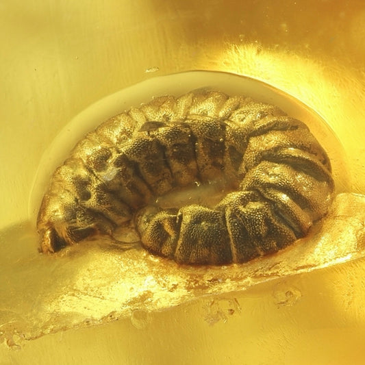 F2091 | Ambra con inclusione | Hymenoptera indet. (larva)