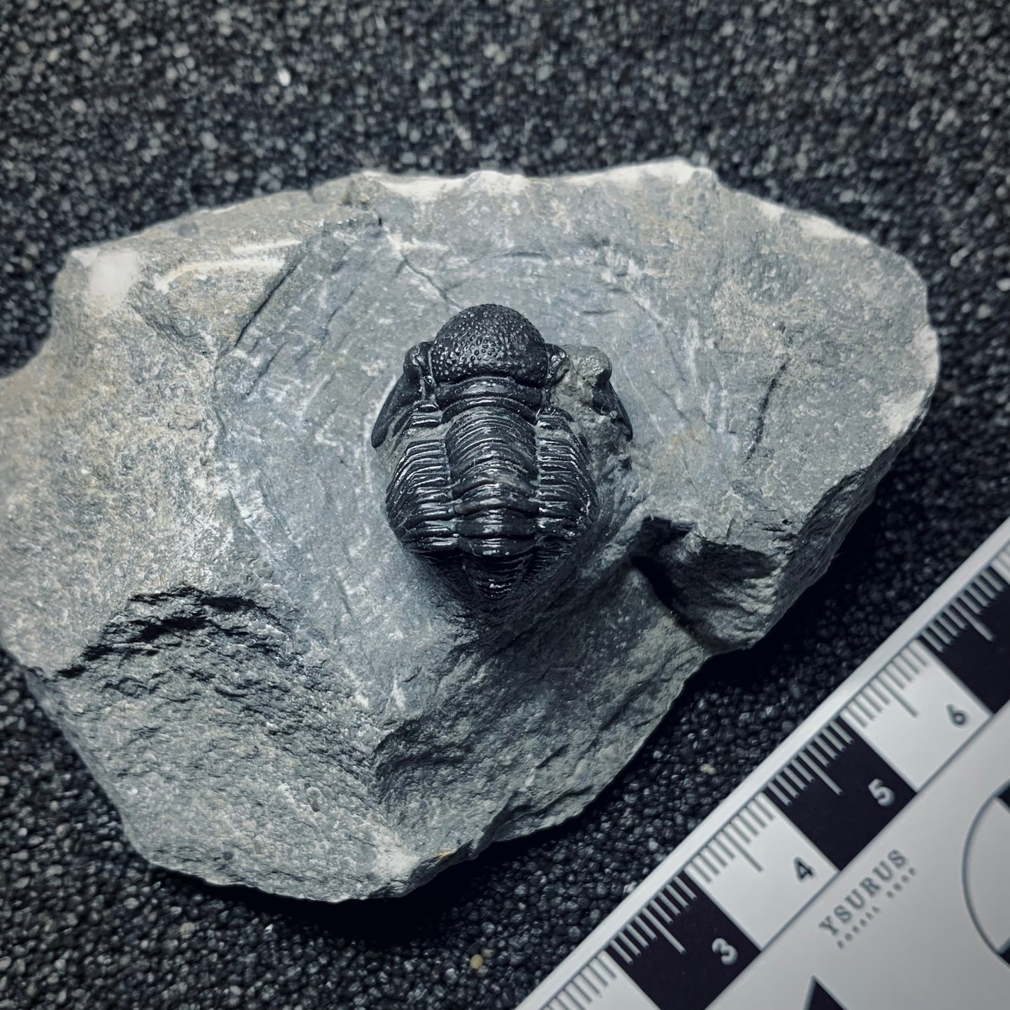 F497 | Trilobite | Gerastos tuberculatus
