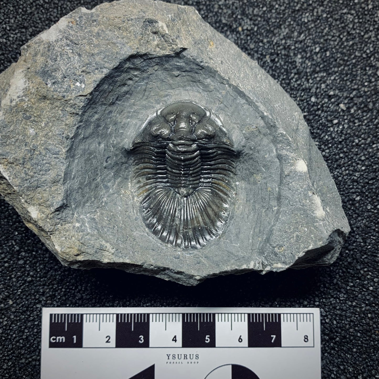 F507 | Trilobite | Scabriscutellum sp.