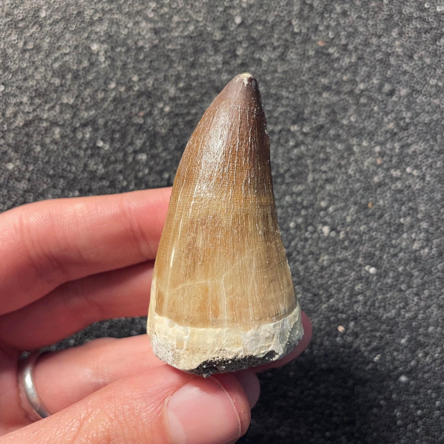 F2115 | Mosasauro | Prognathodon sp.