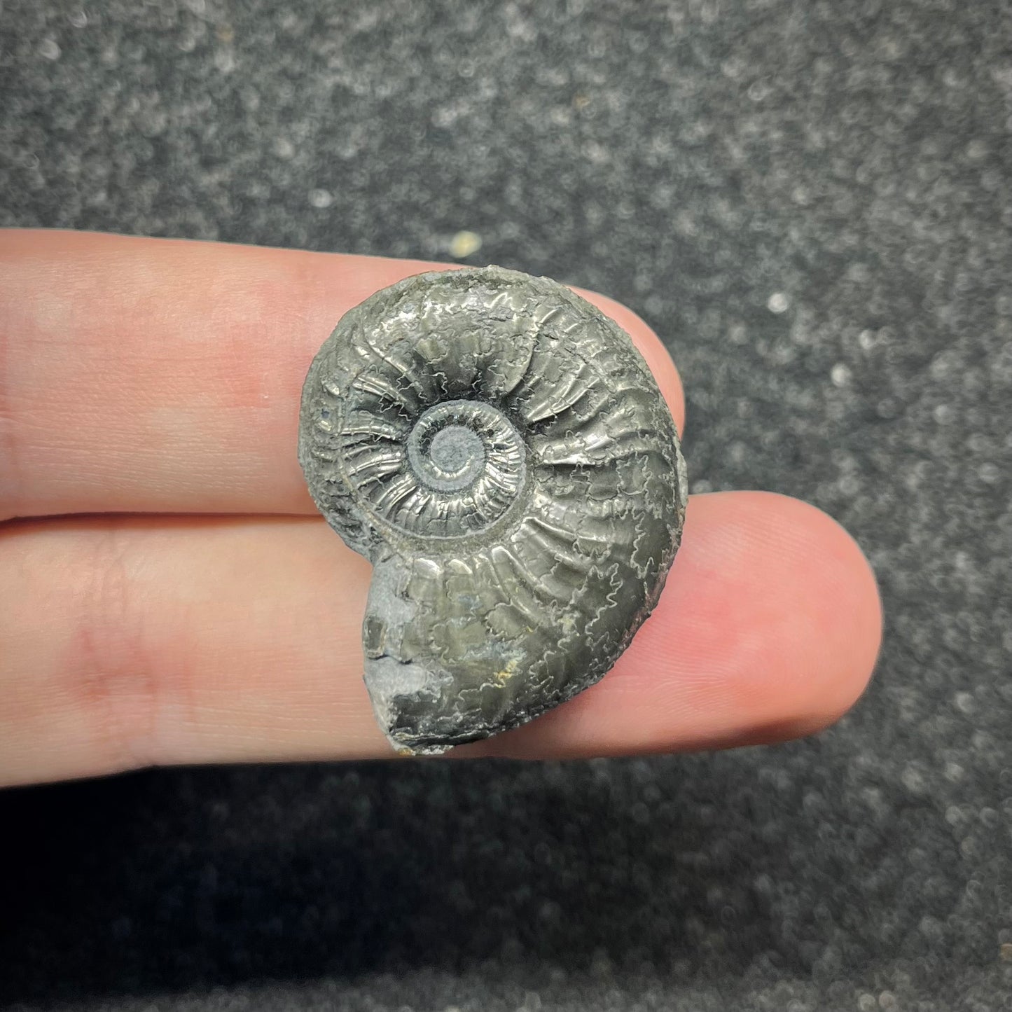 F2878 | Ammonite | Graphoceratidae indet.