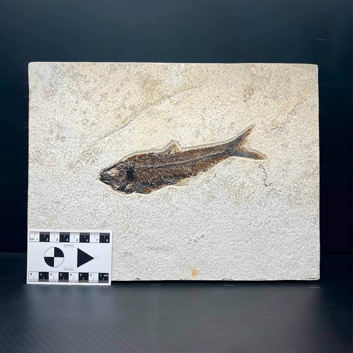 F3068 | Pesce | Knightia eocaena