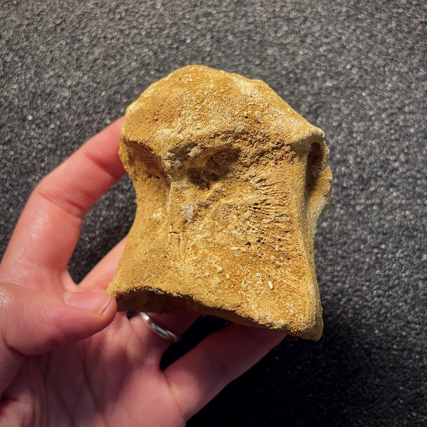 F2149 | Dinosauro | Spinosaurus aegyptiacus