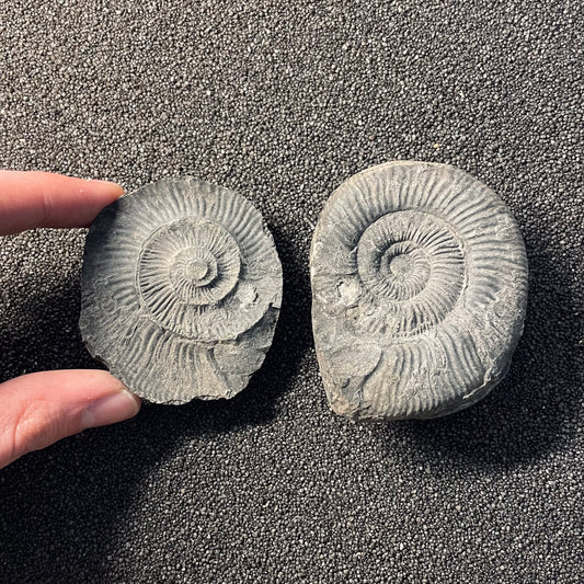 F2379 | Ammonite | Perisphinctidae indet.