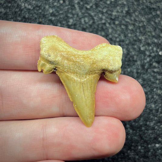 F2751 | Squalo | Otodus obliquus