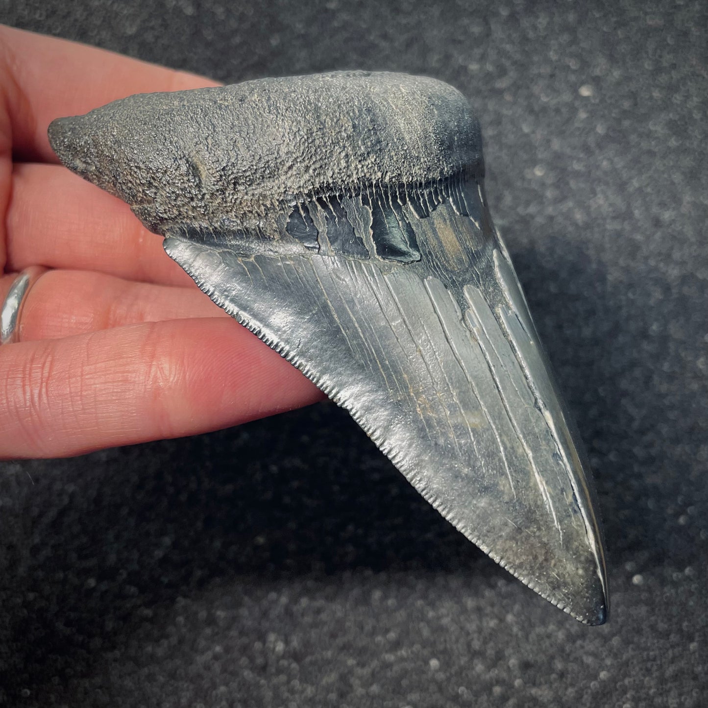 F2577 | Squalo | Otodus megalodon
