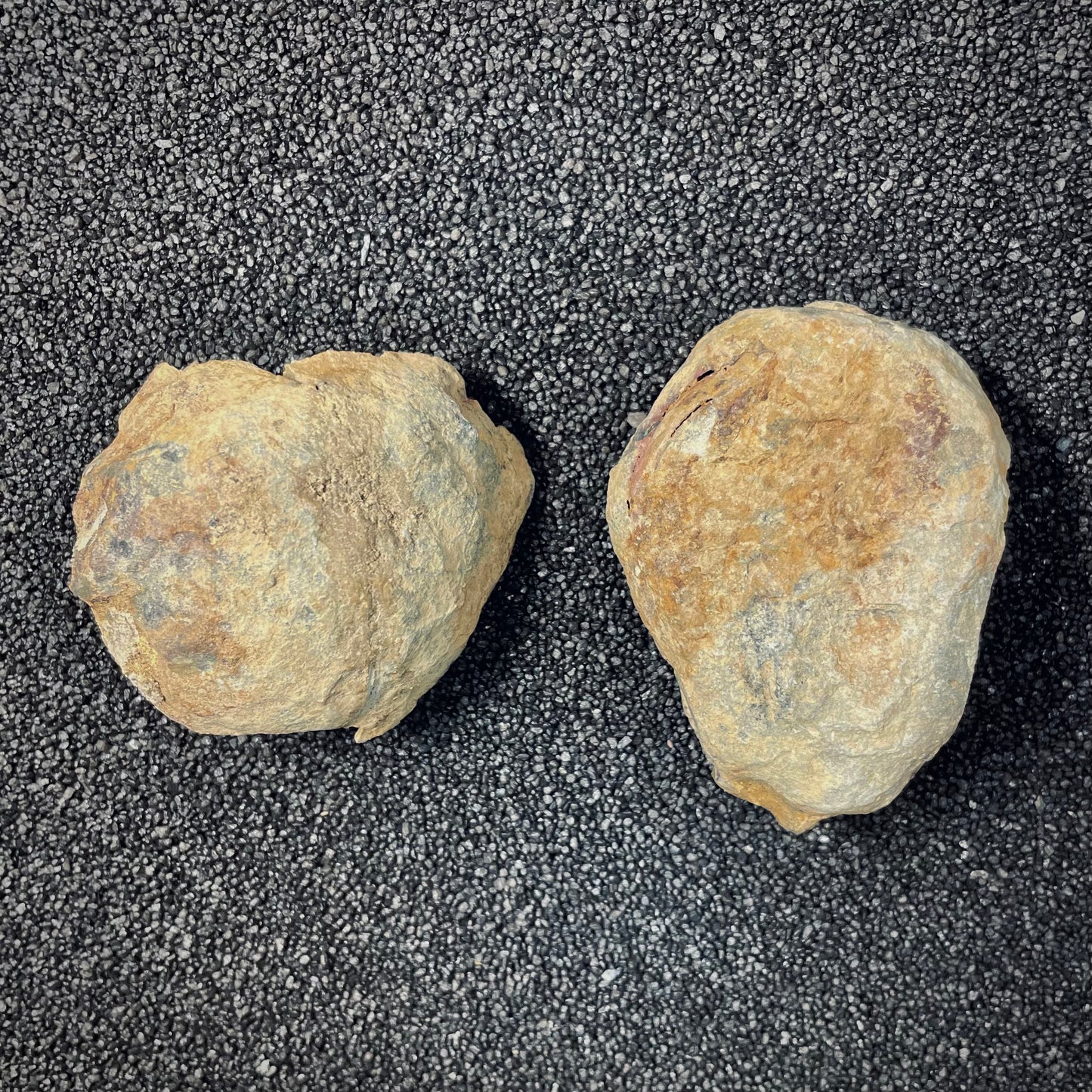 F2626 | Trilobite | Flexicalymene sp.