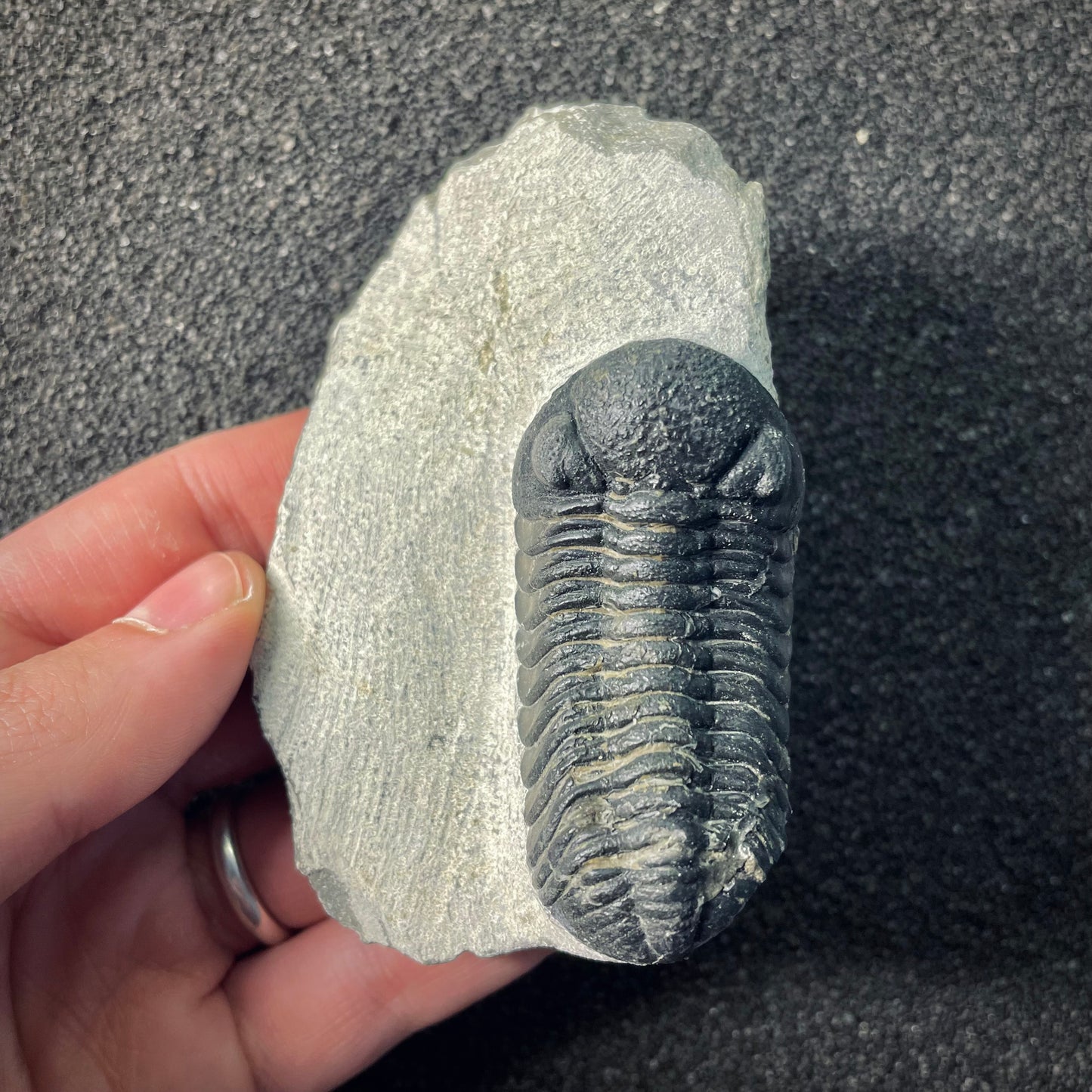 F2605 | Trilobite | Phacopidae indet.