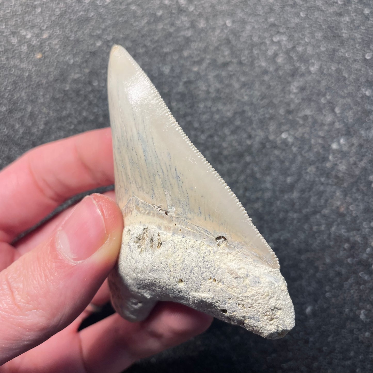 F2435 | RARO | Squalo | Otodus megalodon