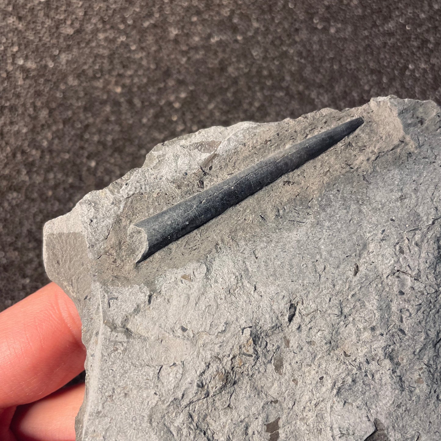 F2397 | Belemnite | Belemnoidea indet.