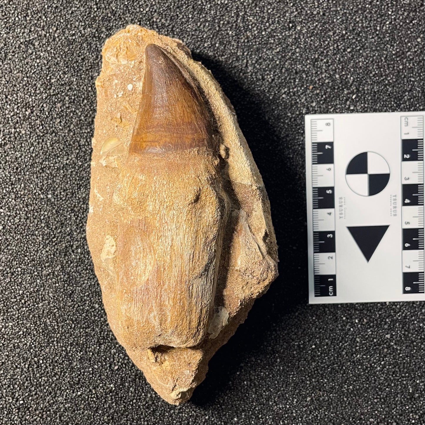 F2257 | Mosasauro | Prognathodon sp.