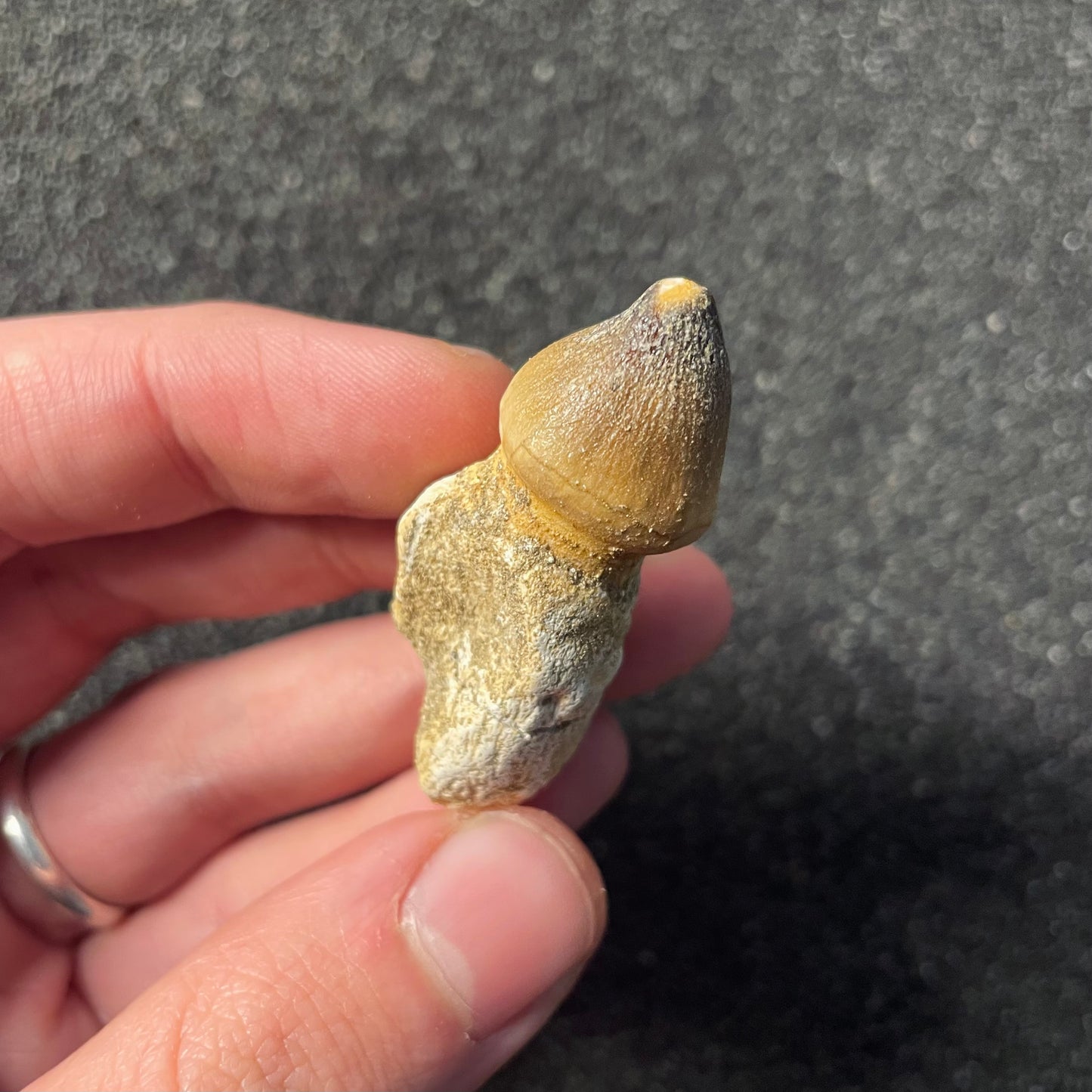 F2210 | Mosasauro | Globidens sp.