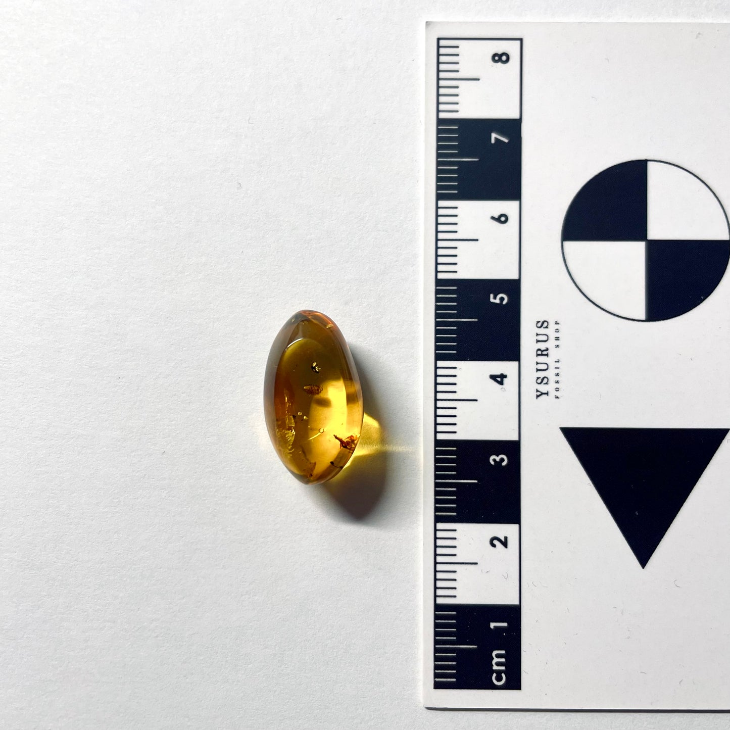 F2076 | Ambra con inclusione | Isopoda indet. & Coleoptera indet.