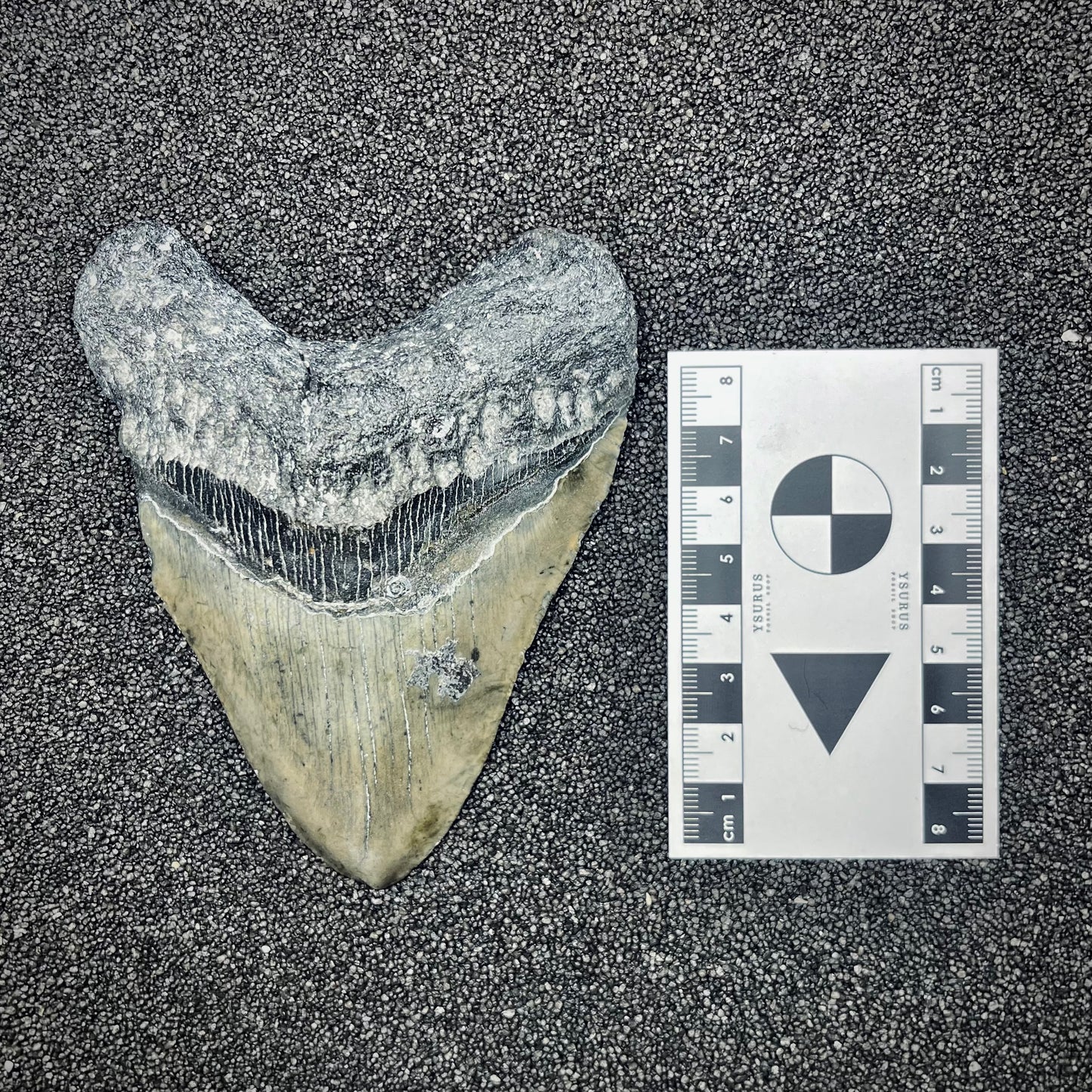F2773 | Squalo | Otodus megalodon