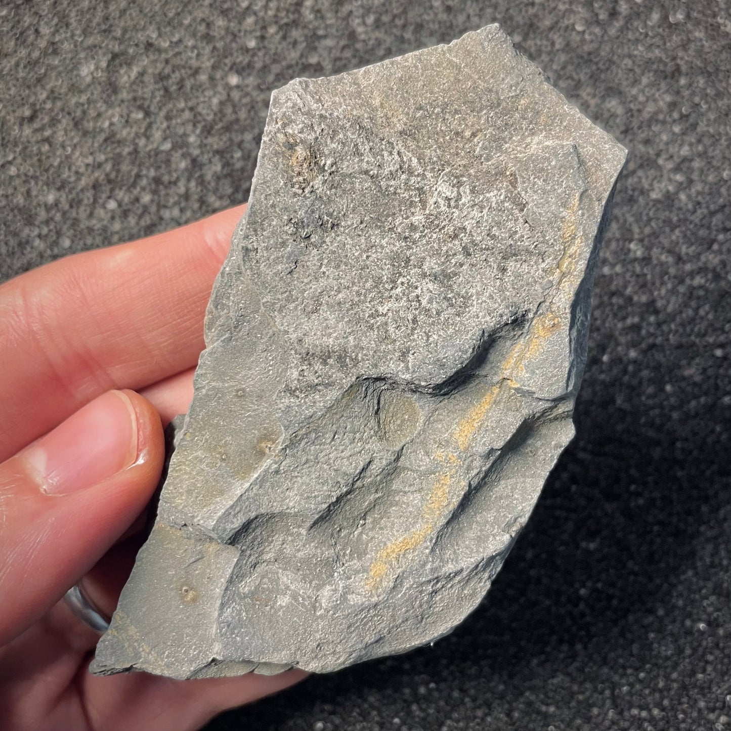 F2172 | Ammonite | Graphoceratidae indet.