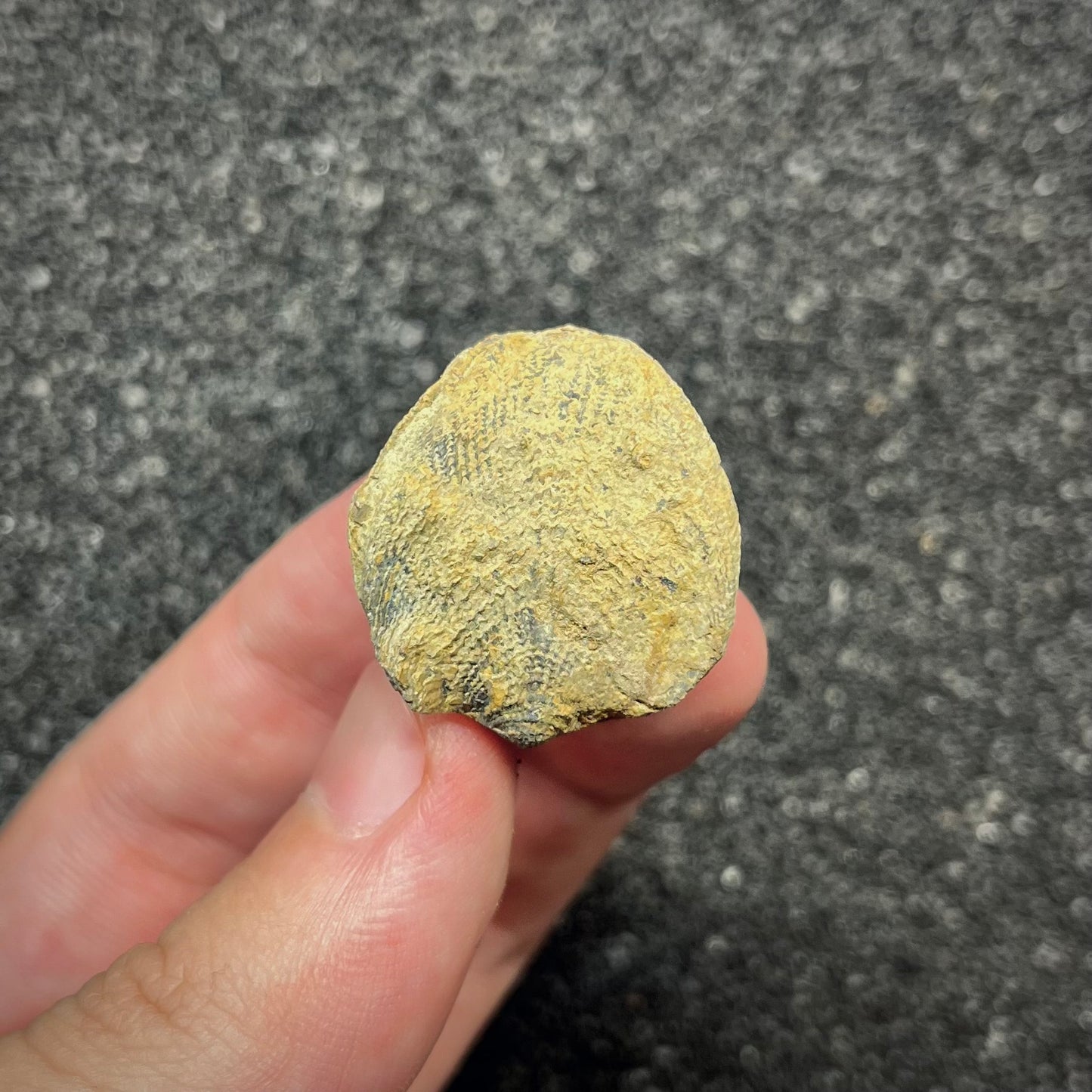 F2947 | Brachiopode | Brachiopoda indet.