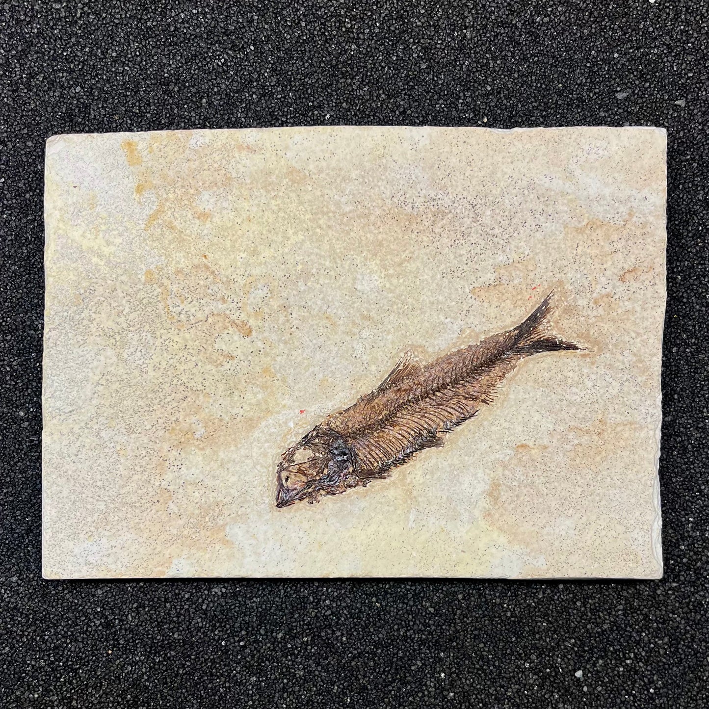 F2727 | Pesce | Knightia eocaena