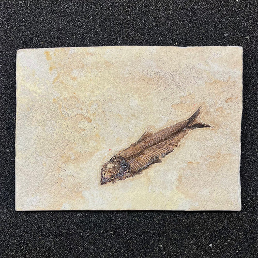 F2727 | Pesce | Knightia eocaena
