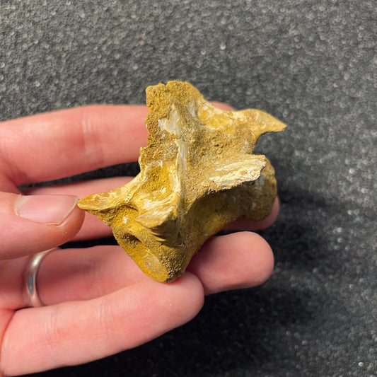 F2477 | Coccodrillo | Crocodylomorpha indet.