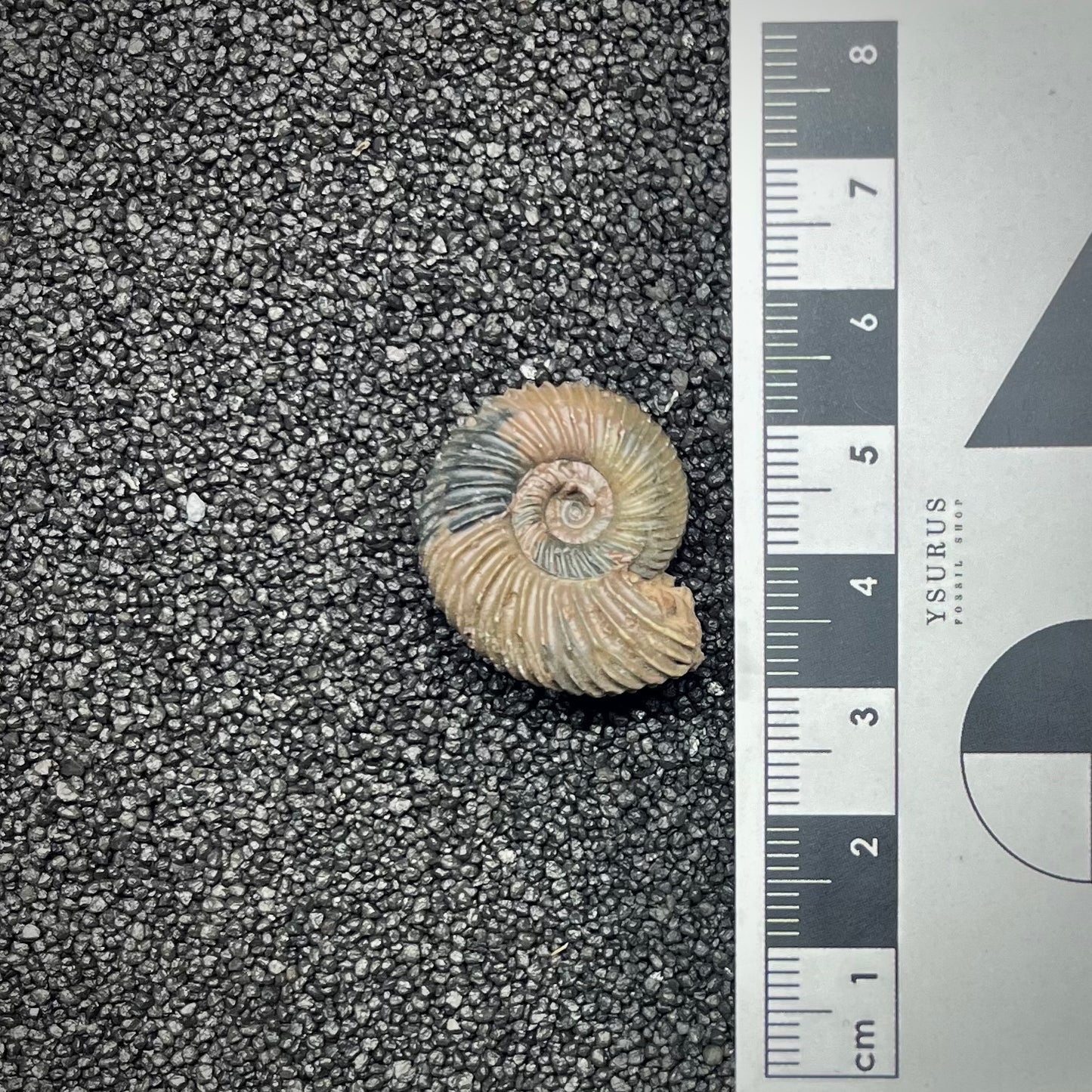 F2908 | Ammonite | Parkinsonia sp.