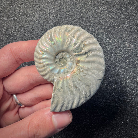 F2157 | Ammonite | Cleoniceras madagascariense