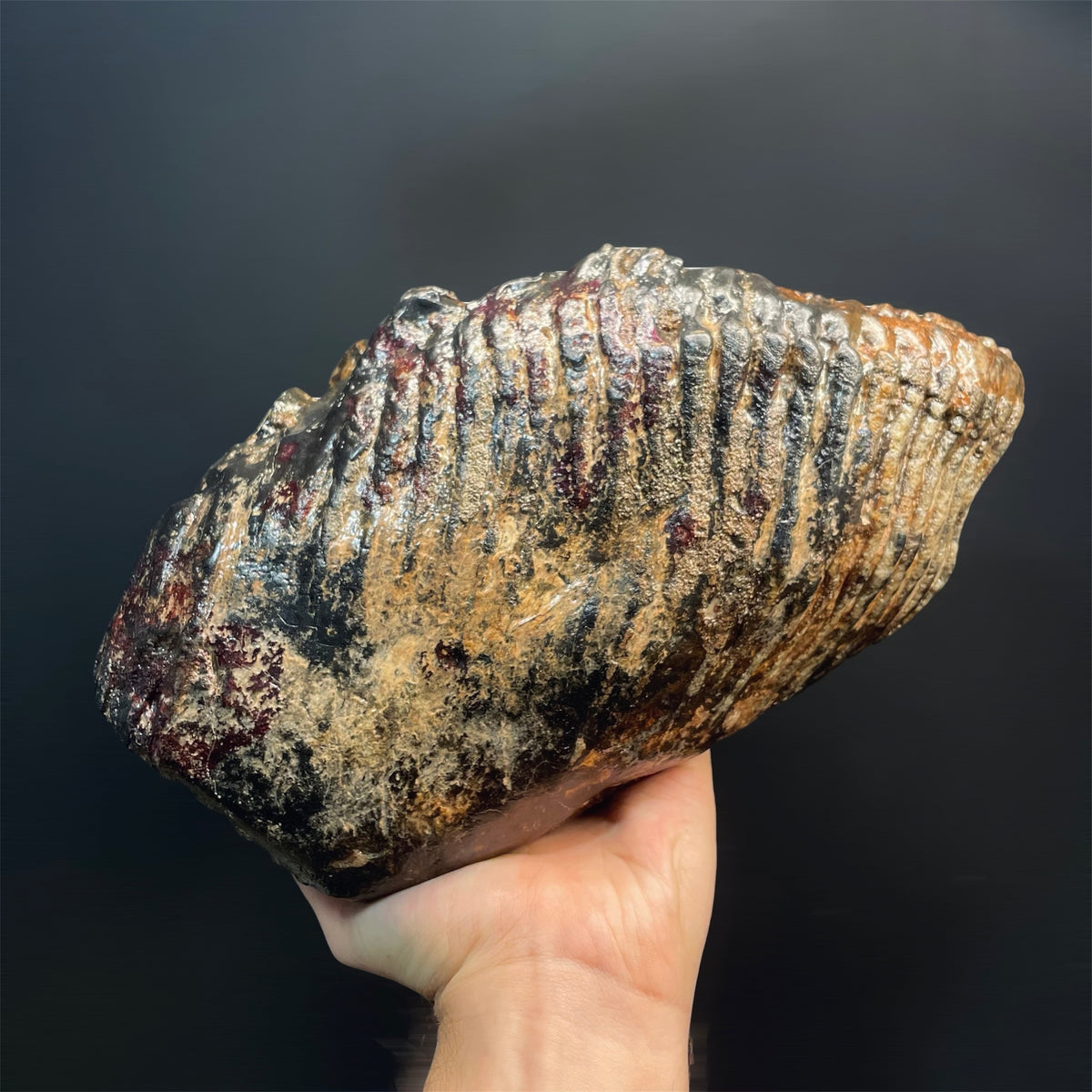 F3076 | Mammut | Mammuthus sp.