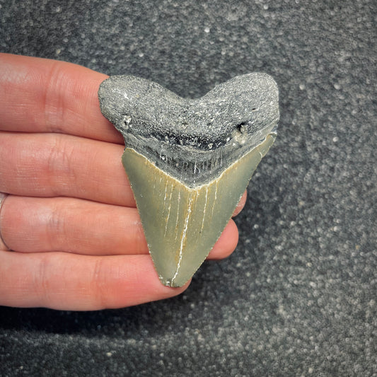 F2636 | Squalo | Otodus megalodon