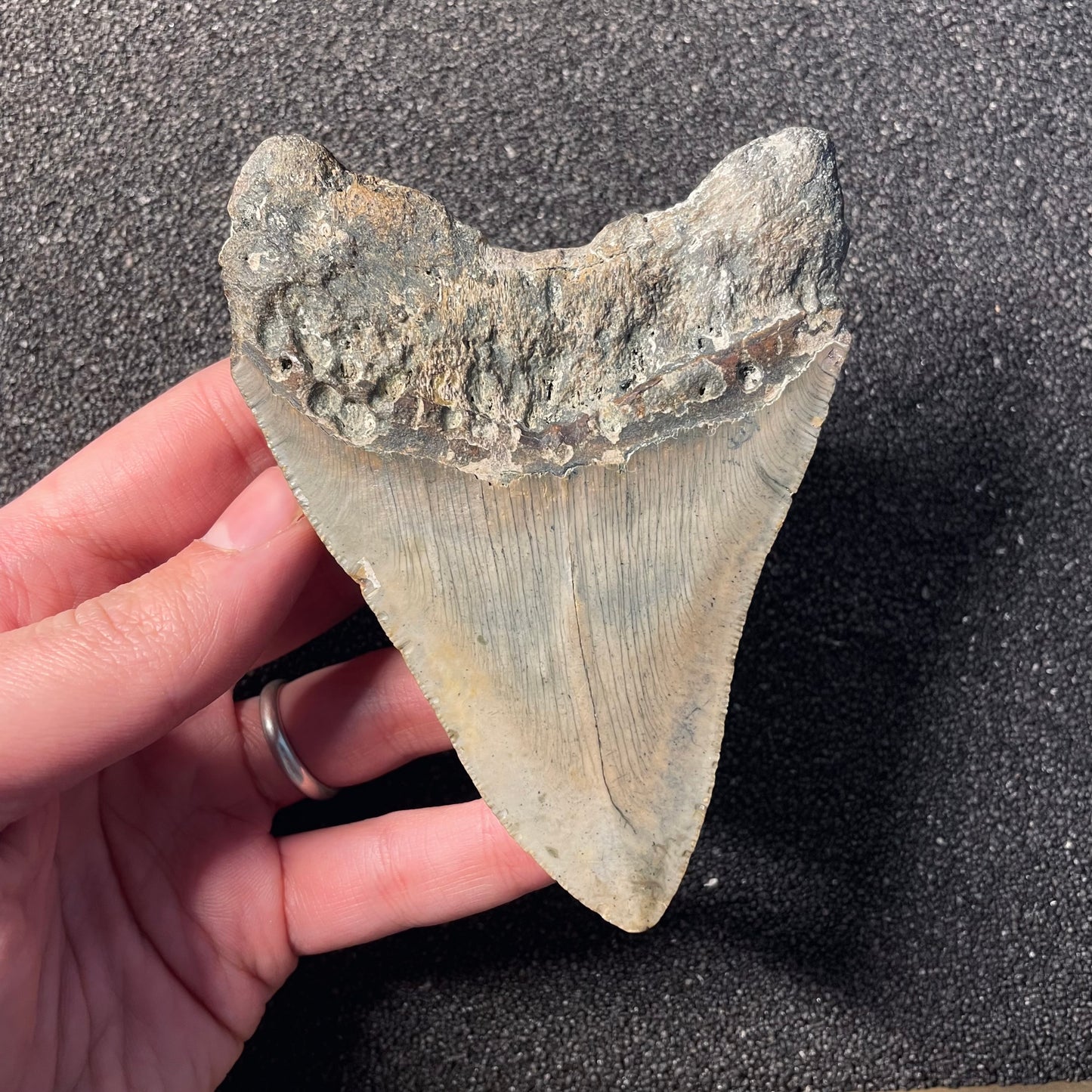 F2363 | Squalo | Otodus megalodon