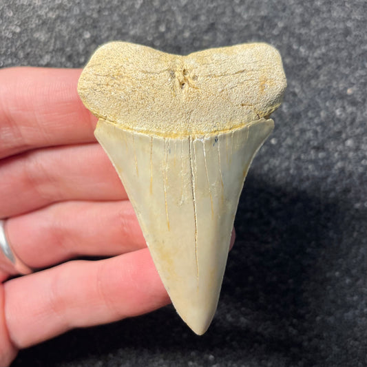 F2312 | Squalo | Carcharodon hastalis