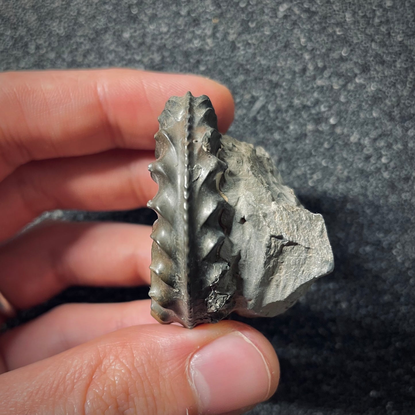 F2561 | Ammonite | Pleuroceras spinatum