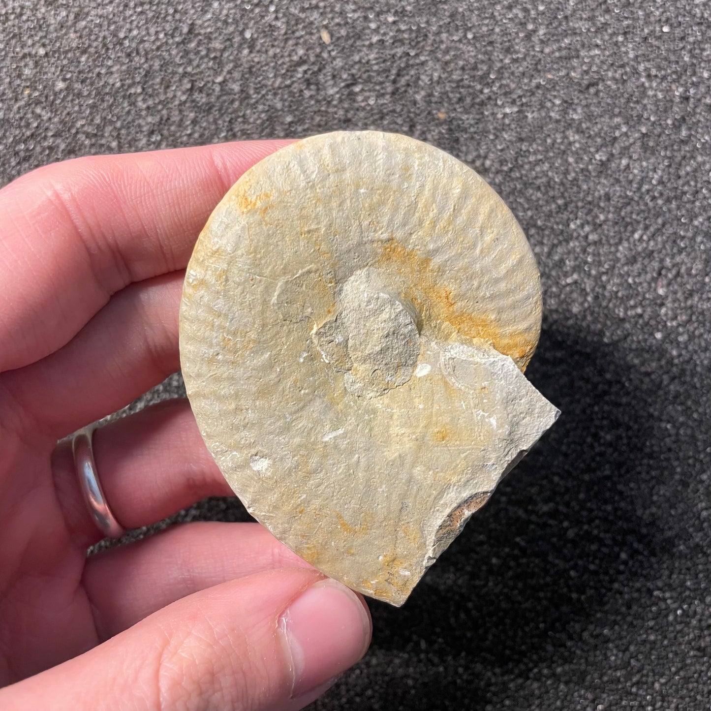 F2527 | Ammonite | Taramelliceras sp.