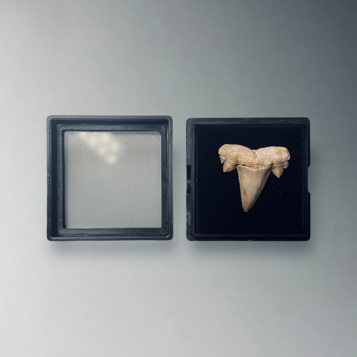 SGN4 | Scatola nera per fossili con feltrino 40x40mm