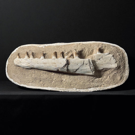 F1985 | Mosasauro | Prognathodon sp.