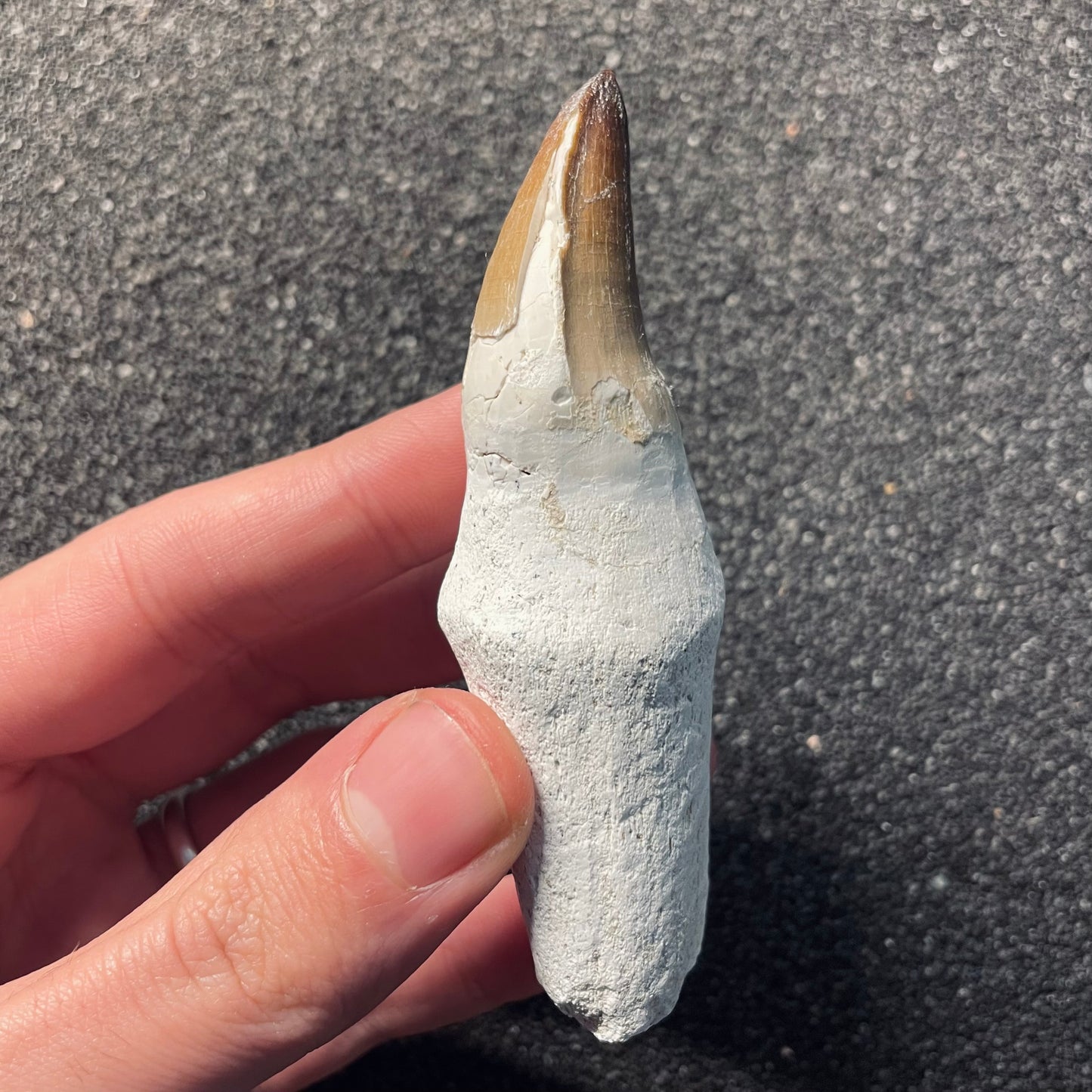 F2114 | Mosasauro | Prognathodon sp.