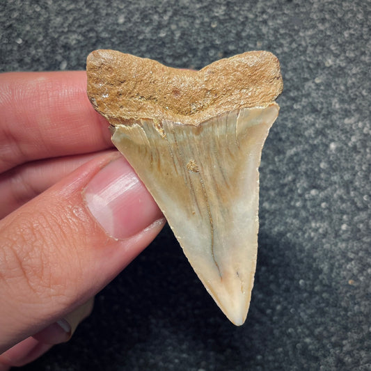 F1947 | Squalo | Carcharodon hastalis